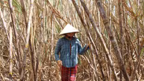 Nhiều diện tích mía ở Cù Lao Dung nguy cơ phải đốn bỏ
