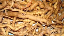 Cây thuốc quý ba kích - tiềm năng còn bỏ ngỏ