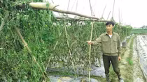 Khẩn trương điều tra vụ “8 sào rau màu của người dân bị kẻ xấu phá hoại”
