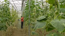Hà Nội: Phát triển nông nghiệp công nghệ cao