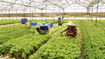 Nông dân Đà Lạt gặp khó vì giá rau, quả giảm