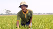 Chàng trai trẻ khởi nghiệp từ… lúa sạch