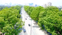 Vụ “giải tỏa hơn 1.300 cây xà cừ”: Phải ưu tiên bảo tồn