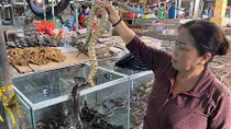 Cuộc chiến chống săn bắt, buôn bán động vật hoang dã: Bẫy, bán và đủ chiêu lách luật