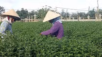 Nỗi buồn hoa tết miền Trung