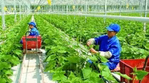 Hoàn thiện Kế hoạch phát triển kinh tế tập thể, hợp tác xã