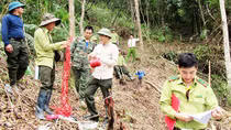 Quảng Ninh xử lý hình sự vụ hủy hoại rừng phòng hộ Khe Tao