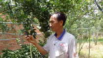 Phun thuốc, tưới cây tự động bằng điện thoại di động “cùi bắp”