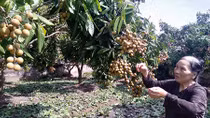 Về thăm xứ nhãn lồng