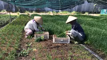 Không phát triển nông nghiệp hữu cơ ồ ạt