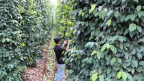 Bộ trưởng Bộ Nông nghiệp lo tiêu phát triển thần tốc