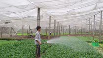 Hà Nội đứng đầu bảng xếp hạng bảo đảm an toàn thực phẩm nông, lâm, thủy sản