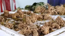 Mang sâm Ngọc Linh giả về Kon Tum tiêu thụ