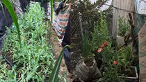 2 anh em trồng gần 350 cây thuốc phiện trong vườn nhà