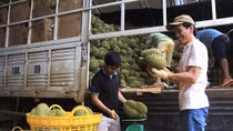 Nỗ lực vì sự bình yên của... “thủ phủ” sầu riêng