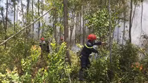 Cháy rừng tại núi Phú Gia, Quảng Ngãi