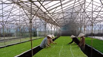 Đầu tư vào nông nghiệp công nghệ cao: “Thảm đỏ” không trải sẵn