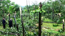 Bão lũ khiến người dân trồng cao su điêu đứng