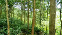Làm rõ nguyên nhân nam thanh niên chết trong vườn keo
