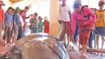 Cá voi hơn 1 tấn trôi dạt vào bờ biển phía bắc TP Tuy Hòa