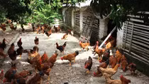 Gà đồi Yên Thế giá cao, chất lượng chưa cao