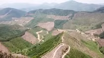 Hàng trăm hécta rừng ở Quảng Ninh “biến mất” vì đâu?