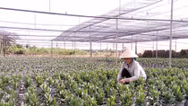 Nông dân Đông Nam Bộ lo mất mùa hoa Tết