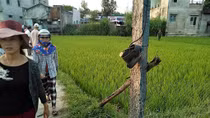 Vợ chết, chồng bất tỉnh tại ruộng lúa nghi bị điện giật