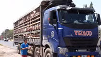Tăng cường kiểm soát các tuyến giao thông dịch tả lợn châu Phi