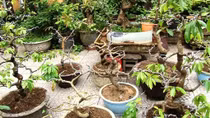 Chuyên “ăn hàng” ở vườn cây cảnh, Ngọc Trinh bị khởi tố