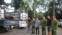 Liên tiếp trộm trâu để… trả góp ôtô