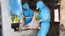 Dịch tả lợn châu Phi gây thiệt hại nặng cho người dân Quảng Nam