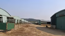 Trang trại bò gây thất thoát hàng nghìn tỉ đồng như thế nào?