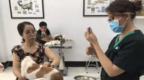 Tử vong do chủ quan không tiêm phòng dại: Những bài học đau xót
