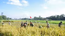 300 học viên Trường Văn hóa I gặt lúa giúp dân