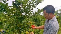 Chanh đào rớt giá thảm hại