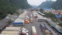 Nguy cơ “vỡ trận” thanh long xuất khẩu sang Trung Quốc