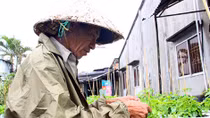 Thời tiết bất thường, nông dân miền Tây Nam bộ lo vụ hoa Tết