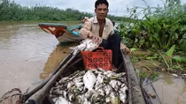 Tìm ra nguyên nhân cá chết trắng sông Sài Gòn 