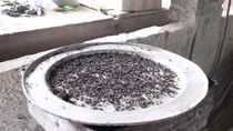 Mỗi ngày bẫy được vài mâm ruồi giữa Thủ đô (!)
