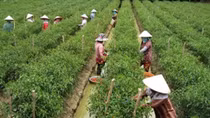 Thu nhập cao trên vùng cát từ cây ớt Hàn Quốc