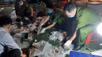 (NÓNG TRONG TUẦN) Giấu ma túy trong dạ dày lợn; phá đường dây cá độ bóng đá 1.500 tỷ đồng