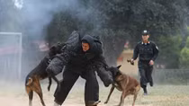Chiến công mới của đội quân chó nghiệp vụ