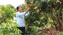 Vải thiều “vượt vũ môn”