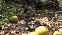Hàng chục héc ta bưởi của nông dân Mỹ Hòa bị rụng trái do triều cường