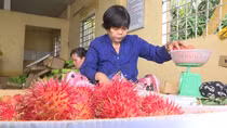 Chôm chôm Vĩnh Long đạt giá cao kỷ lục