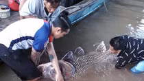 Ngư dân Vĩnh Long bắt được cá hô vàng nặng 125 kg gần cầu Mỹ Thuận