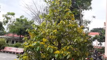 Thời tiết bất thường, nhiều cây mai đón Tết sớm