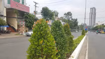 Trồng mới, thay thế hàng cây hồng lộc chết, héo ở Cần Thơ