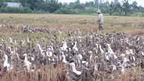 Trà Vinh tiêu hủy gần 1.000 con gia cầm bị nhiễm cúm A/H5N1